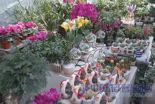 花卉市场迎来销售旺季 植物总体价格并未上涨