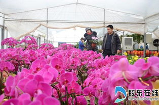 园林花圃第三届迎春花卉超市开业 将迎销售高峰