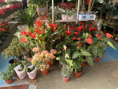 大雪刚至,青岛这里春意盎然 记者打探春节前花卉市场,绿植销售火热